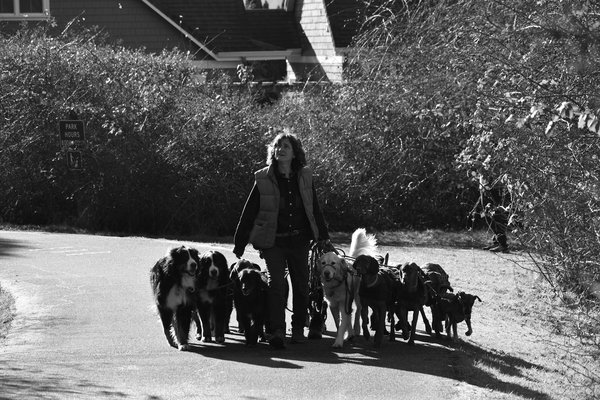 Welche sozialen F√§higkeiten sollte mein Hund erlernen?