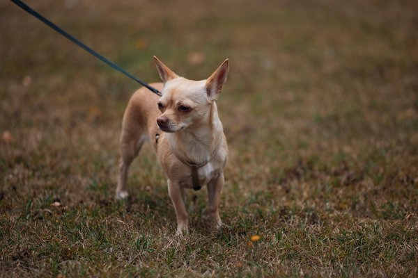 Welche Hundesportarten fördern die Agilität?