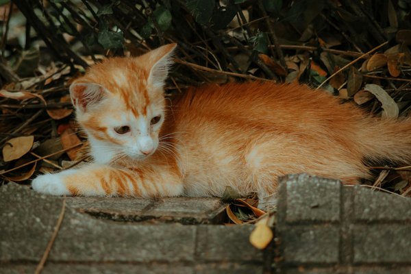 Welche Tierarten arbeiten am besten zusammen?